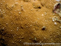 Montipora planiuscula