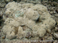 Montipora planiuscula