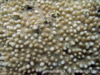 Montipora planiuscula