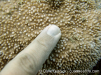 Montipora planiuscula