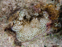 Montipora socialis sensu Randall