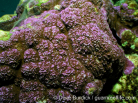 Montipora sp. 3