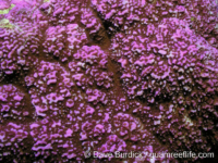 Montipora sp. 3