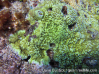 Montipora sp. 3