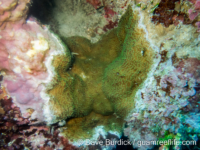 Montipora sp. glabrous A