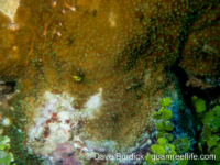 Montipora sp. glabrous A