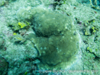 Montipora sp. glabrous B