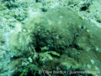 Montipora sp. glabrous B
