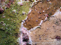 Montipora sp. -papillate A