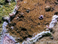 Montipora sp. -papillate A