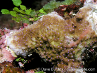 Montipora sp. -papillate B