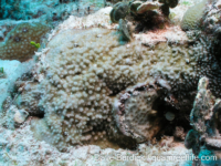 Montipora sp. -papillate C