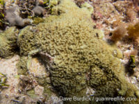 Montipora sp. -papillate C