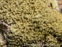 Montipora sp. -papillate C