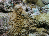 Montipora sp. -papillate C