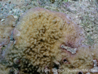 Montipora sp. -papillate C