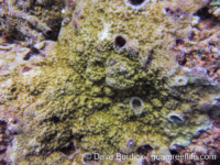 Montipora sp. -papillate D