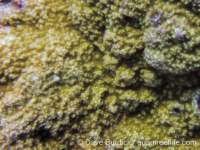 Montipora sp. -papillate D
