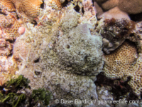 Montipora sp. -papillate D