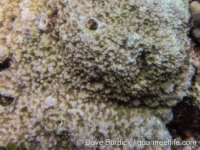 Montipora sp. -papillate D