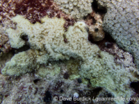 Montipora sp. -papillate D