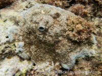 Montipora sp. -papillate E