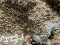 Montipora sp. -papillate E