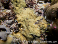 Montipora sp. -papillate F