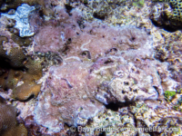 Montipora sp. -papillate F