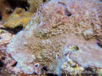 Montipora sp. -papillate F