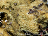 Montipora sp. -papillate F