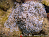 Montipora sp. -papillate G
