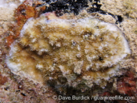 Montipora sp. -papillate G