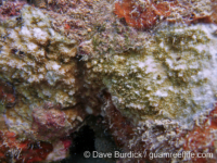 Montipora sp. -papillate G