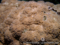 Montipora sp. -papillate H