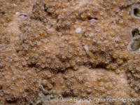 Montipora sp. -papillate H