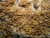 Montipora sp. -papillate H