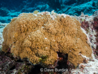 Montipora sp. -papillate I (Wallis)