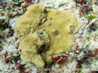 Montipora sp. tuberculate A