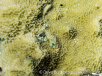Montipora sp. tuberculate A