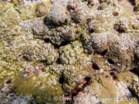 Montipora sp. tuberculate B