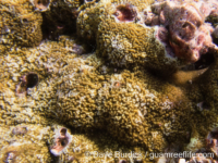 Montipora sp. tuberculate B