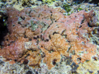 Montipora sp. tuberculate B