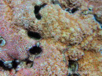 Montipora sp. tuberculate B