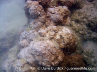 Montipora sp. tuberculate C