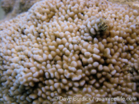 Montipora sp. tuberculate C