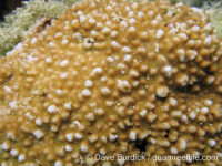 Montipora sp. tuberculate C
