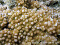 Montipora sp. tuberculate C