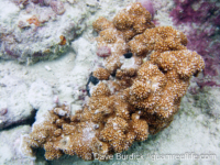 Montipora sp. tuberculate C