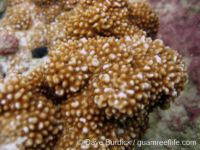 Montipora sp. tuberculate C
